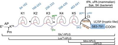 Plasminogen missense variants and their involvement in cardiovascular and inflammatory disease